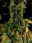 Retro High Low Irregular Spaghetti Straps Green Short Birthday Dresses Birthday Outfits With Train